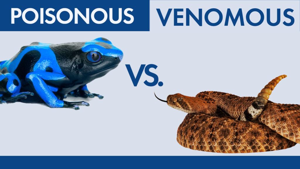 What's The Difference Between Venomous And Poisonous?