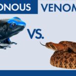What's The Difference Between Venomous And Poisonous?