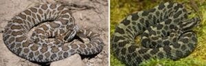 Poisonous Snakes Popular In Wisconsin