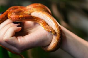 Corn Snake - The Most Docile Snake for Pets