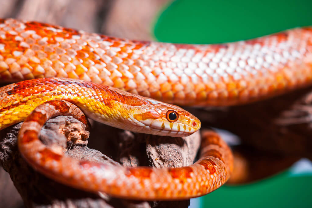 Why is the Corn Snake the most docile snake for pets?