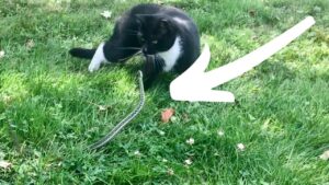 Are Garter Snakes Dangerous To Cats?
