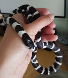 Things About California King Snake Pets