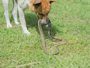 Are Garter Snakes Dangerous For Dogs?