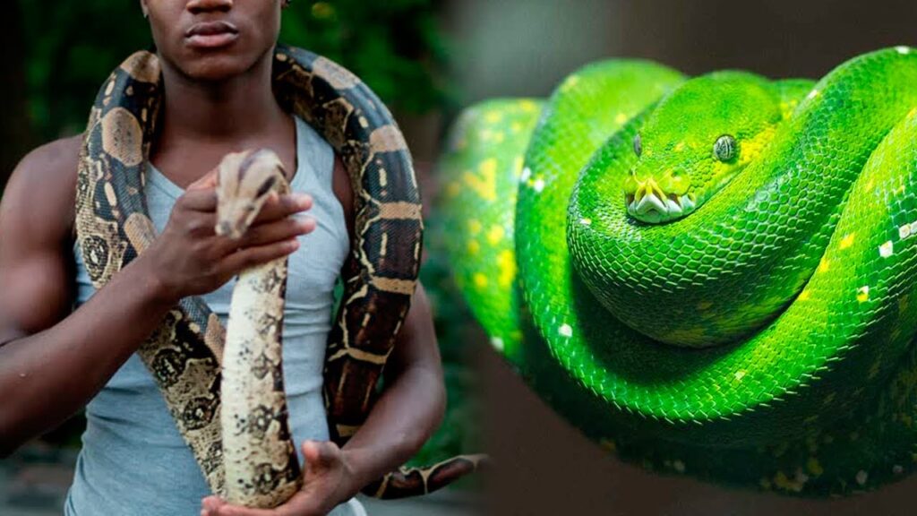 Top 10 Friendliest Snakes In The World