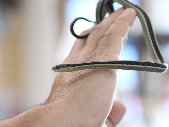 Are Garter Snakes Good Pets?