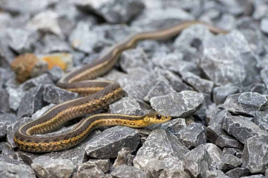 How To Get Rid Of Garter Snakes