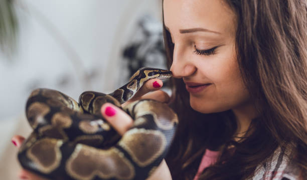 How To Handle A Pet Snake?