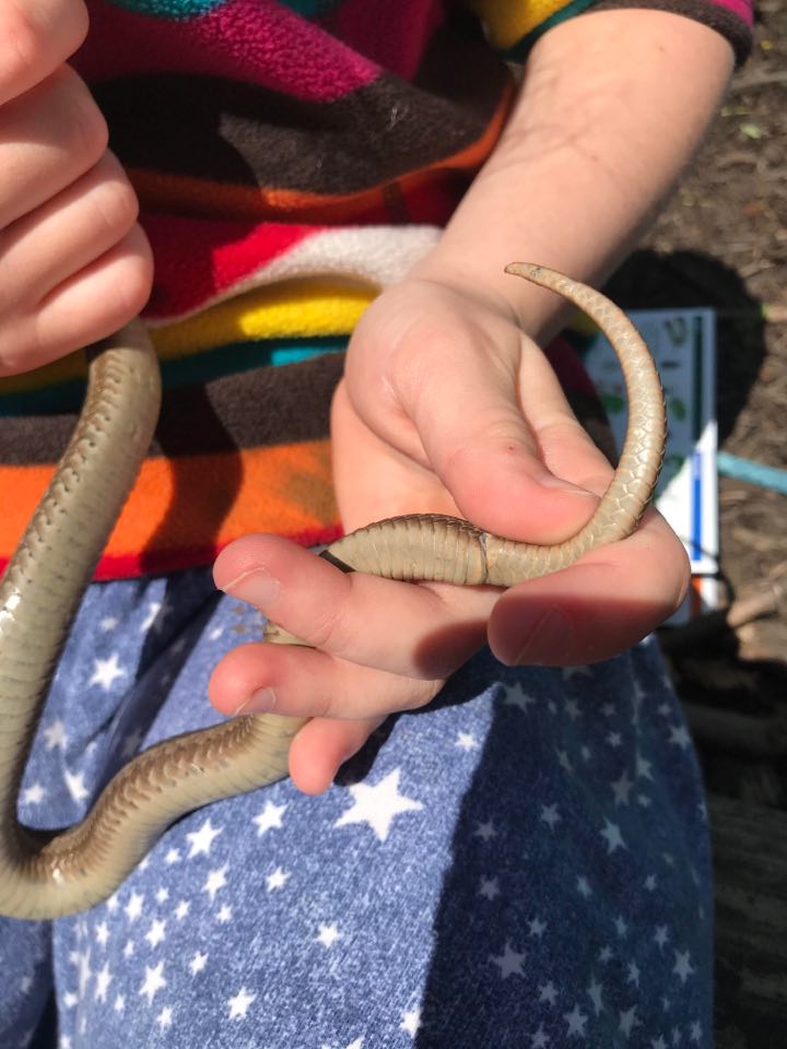 How To Care For An Injured Garter Snake