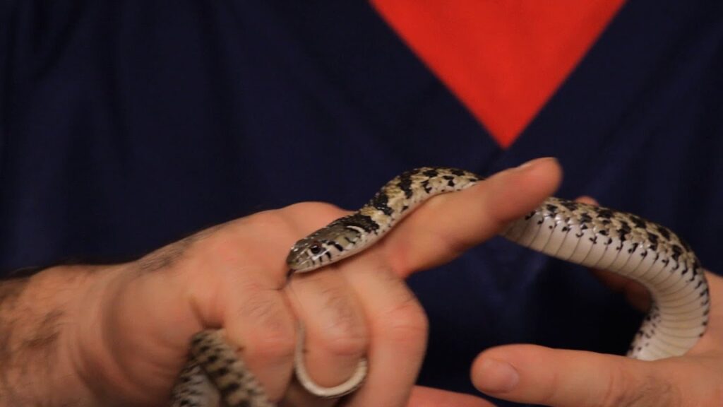 How To Care For A Pet Garter Snake