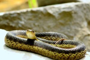 How To Raise A Garter Snake