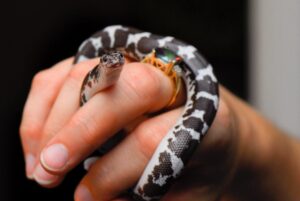 Best Species Of Snake For Pets