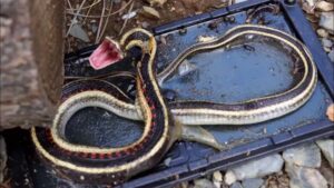 How To Make A Garter Snake Trap