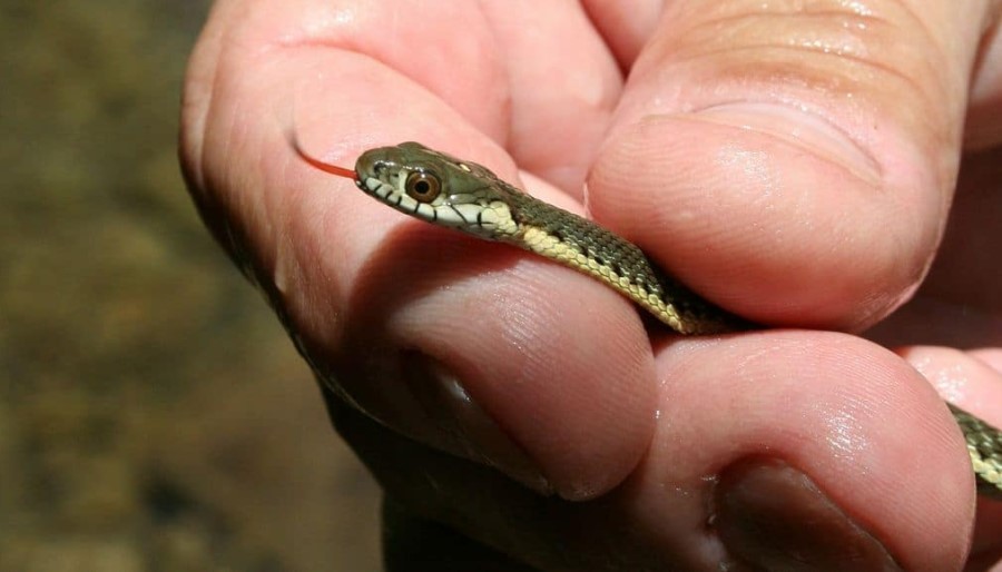 Garter Snakes as Pets: What You Need to Know