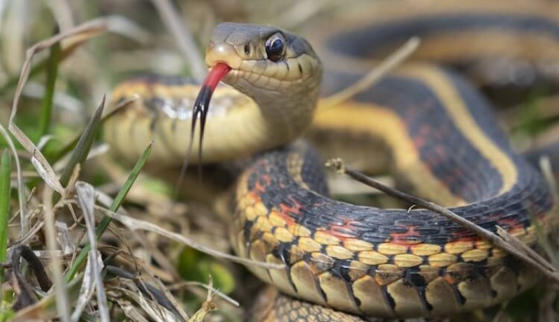 What are the best features of garter snakes as pets?