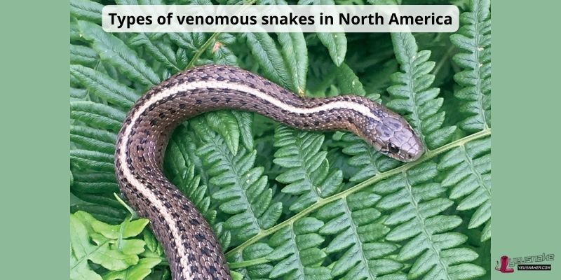 Types of venomous snakes in North America