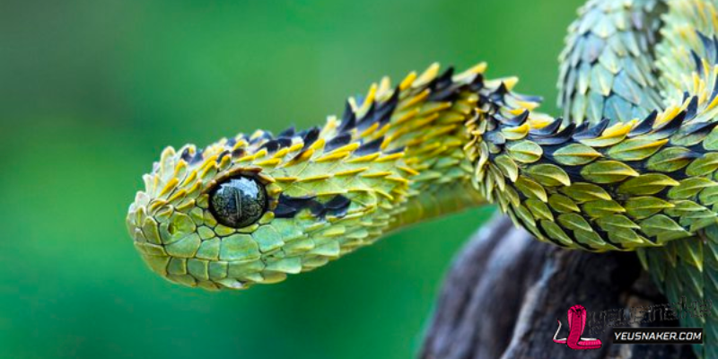 Top snake habitat in the world: A Closer Look at Their Biodiversity and Importance