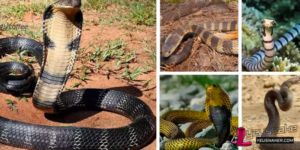 Top 10 The most Venomous Snakes in the World