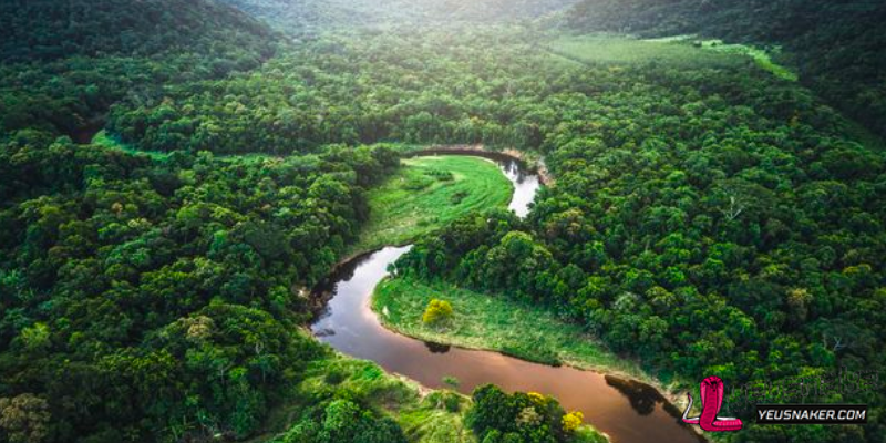 Amazon Rainforest, South America