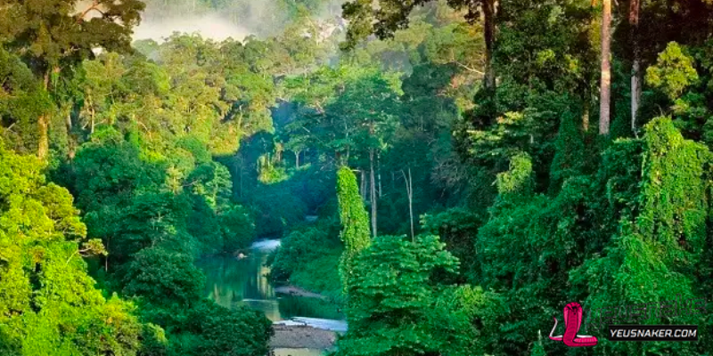 Borneo Rainforest, Southeast Asia