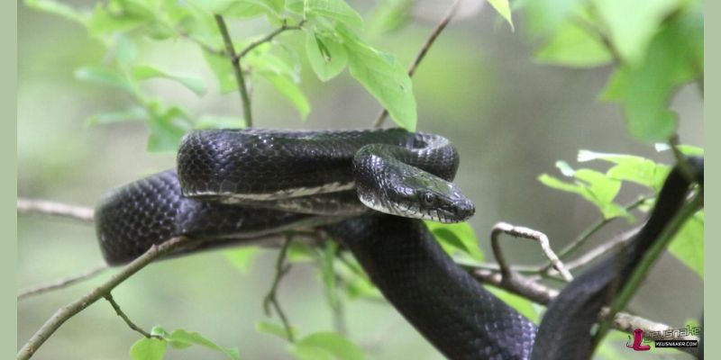 How to recognize poisonous snakes in the wild