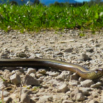 What to do if you meet a snake on the walk