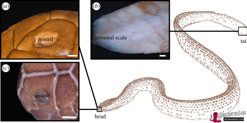 Anatomy of a Snake and Its Function