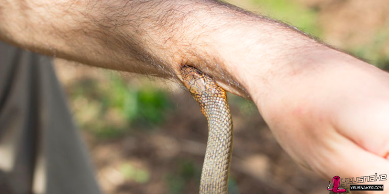 How to Deal with Snake Bite: A Comprehensive Guide