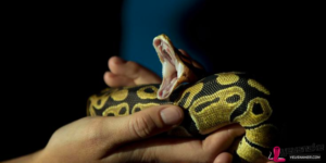 Snakes are popular as pets: Unveiling the Appeal of These Slithering Companions