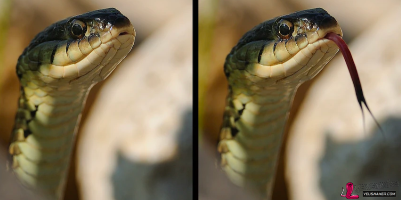 Anatomy of a Snake and Its Function
