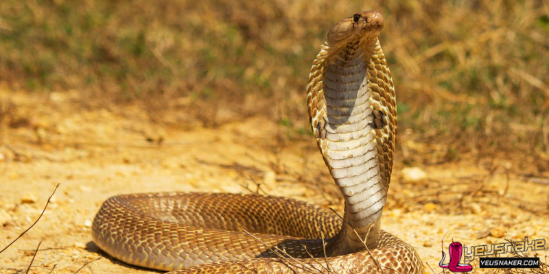 Habits and Behavior of Snakes in the Wild