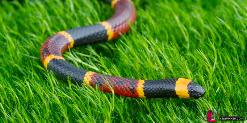 Lifespan of Different Snake Species: Exploring the Longevity of Serpents