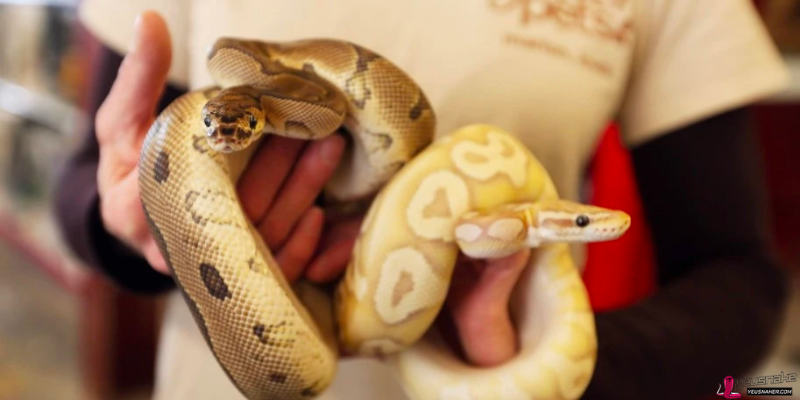 How to Take Care of Pet Snakes - A Reptile Lover's Handbook