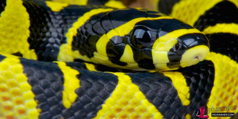Lifespan of Different Snake Species: Exploring the Longevity of Serpents