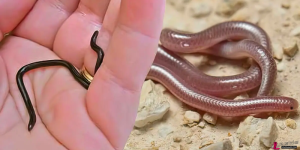 Exploring The smallest snakes in the world