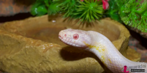 How to create a living environment for your pet snake