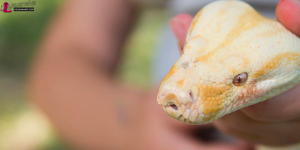 The Numerous Benefits of Keeping Snakes as Pets