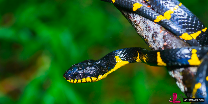 History of Snake Venom Research